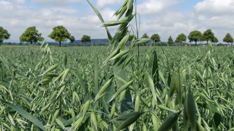 L’avoine jaune Lion (photo), de Saaten-Union, va commencer à être multipliée cette année en France, tout comme la variété KWS Ocre.
